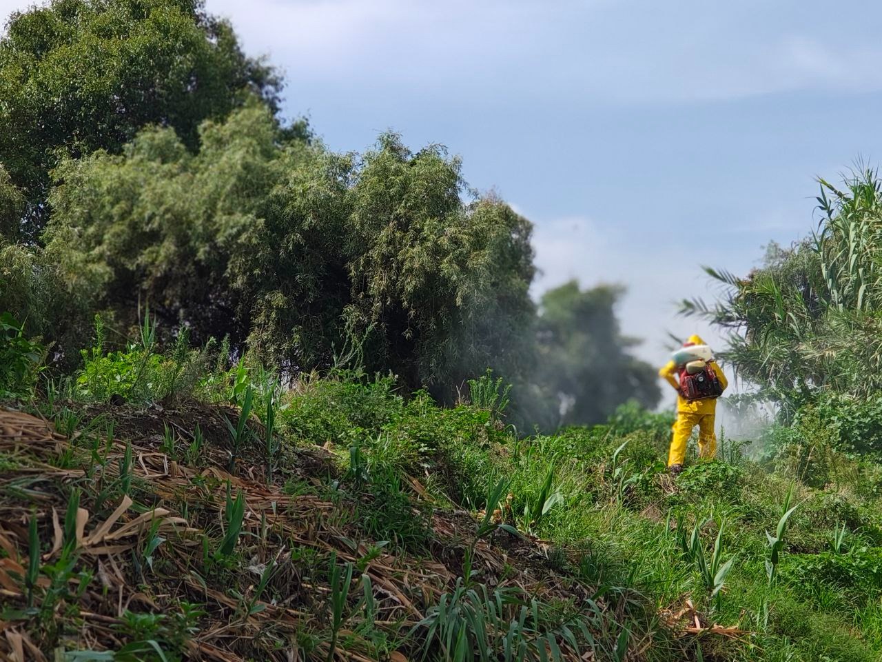 Inicio de acciones contra especies invasoras en Zacualpan