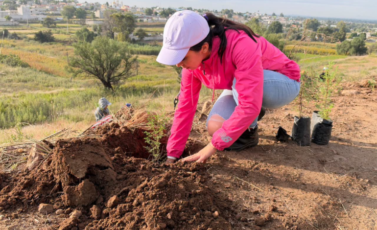 Zacualpan cierra el año con la plantación de 100 árboles en La Cantera